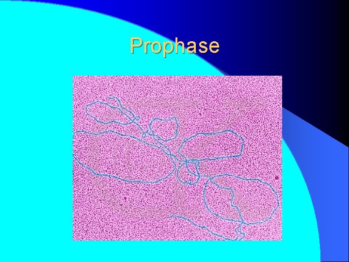 Prophase 