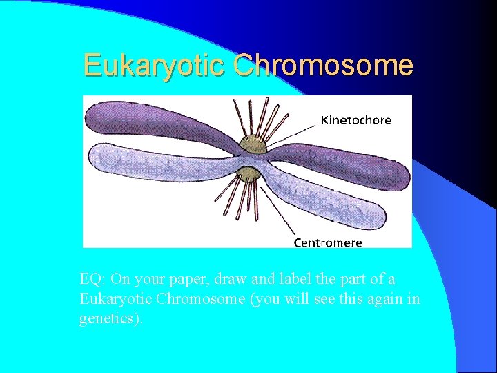 Eukaryotic Chromosome EQ: On your paper, draw and label the part of a Eukaryotic