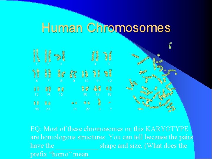 Human Chromosomes EQ: Most of these chromosomes on this KARYOTYPE are homologous structures. You