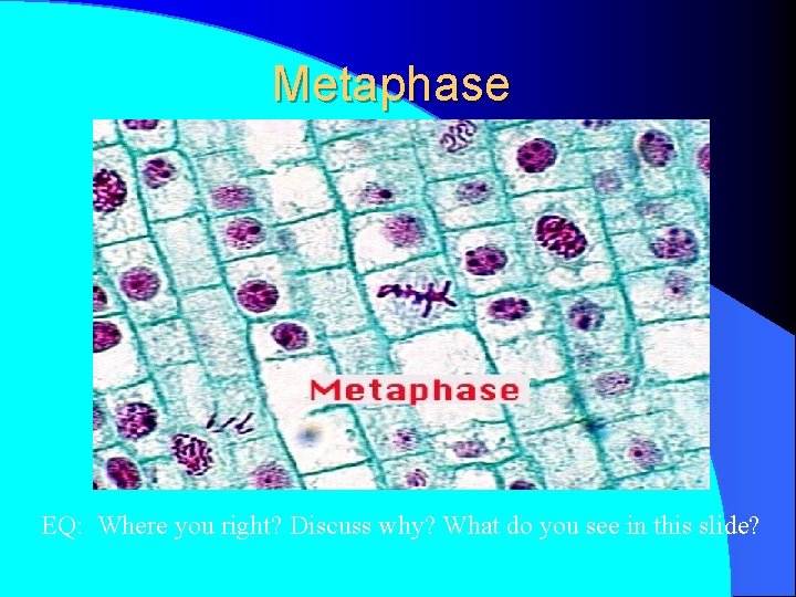 Metaphase EQ: Where you right? Discuss why? What do you see in this slide?