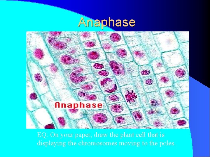 Anaphase EQ: On your paper, draw the plant cell that is displaying the chromosomes