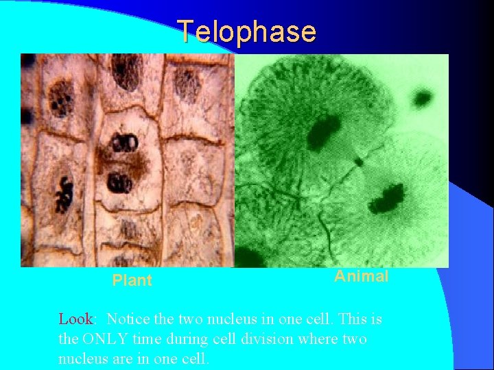 Telophase Plant Animal Look: Notice the two nucleus in one cell. This is the