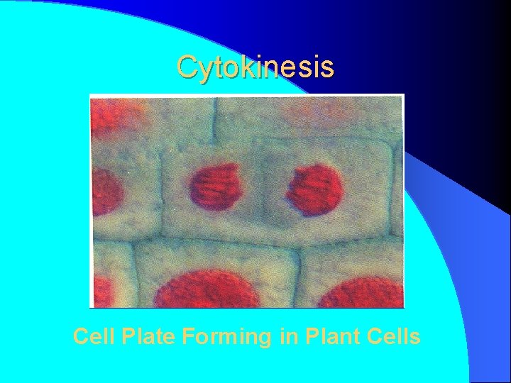 Cytokinesis Cell Plate Forming in Plant Cells 