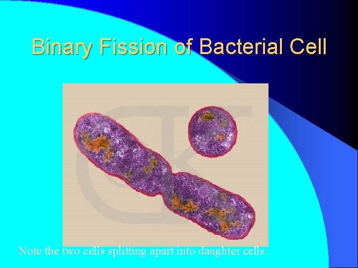 Binary Fission of Bacterial Cell Note the two cells splitting apart into daughter cells.
