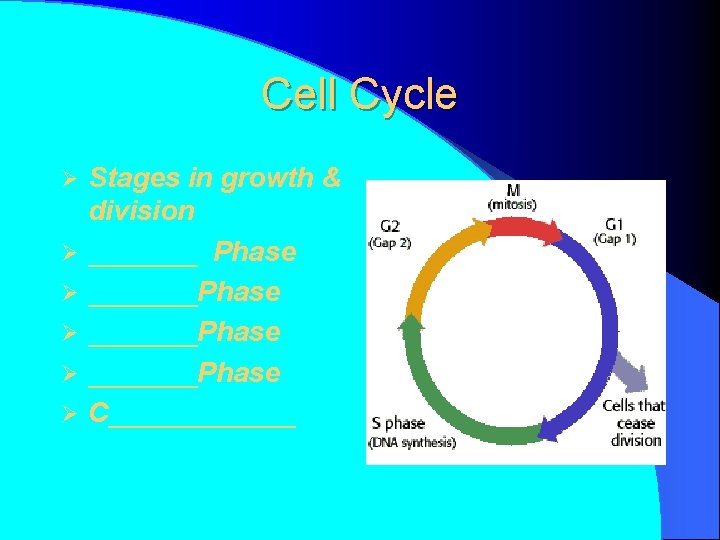 Cell Cycle Ø Ø Ø Stages in growth & division _______ Phase _______Phase C______