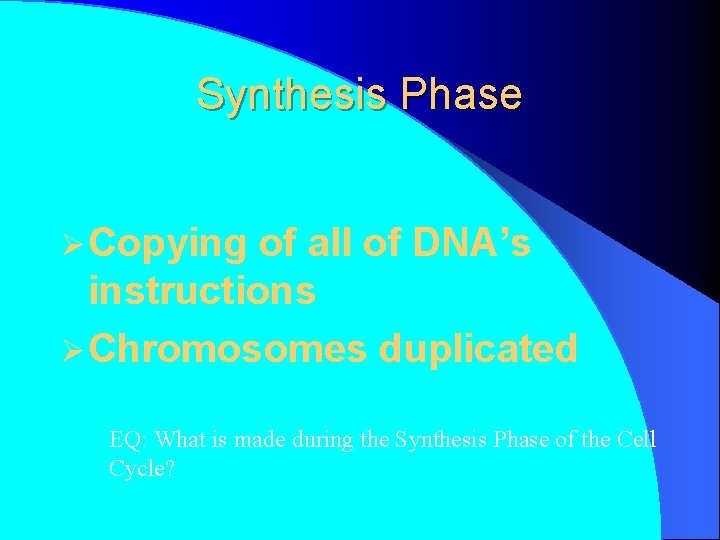 Synthesis Phase Ø Copying of all of DNA’s instructions Ø Chromosomes duplicated EQ: What