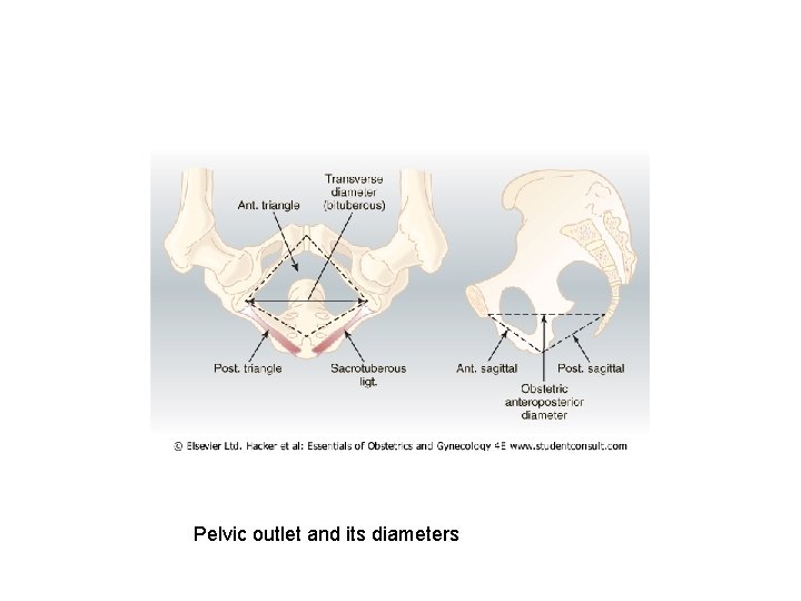 Pelvic outlet and its diameters 