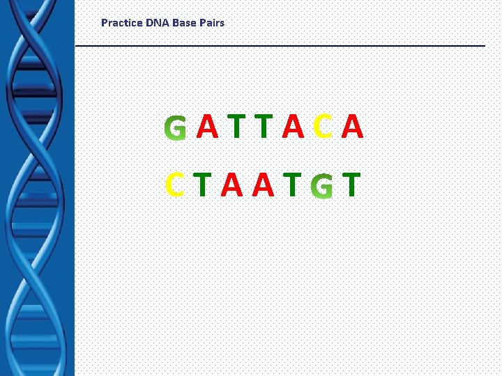 Practice DNA Base Pairs ATTACA CTAAT T 