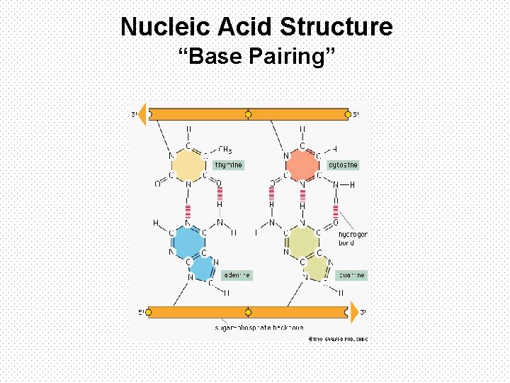 Nucleic Acid Structure “Base Pairing” 