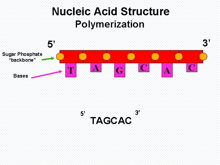 Nucleic Acid Structure Polymerization 3’ 5’ Sugar Phosphate “backbone” Bases A T 5’ C