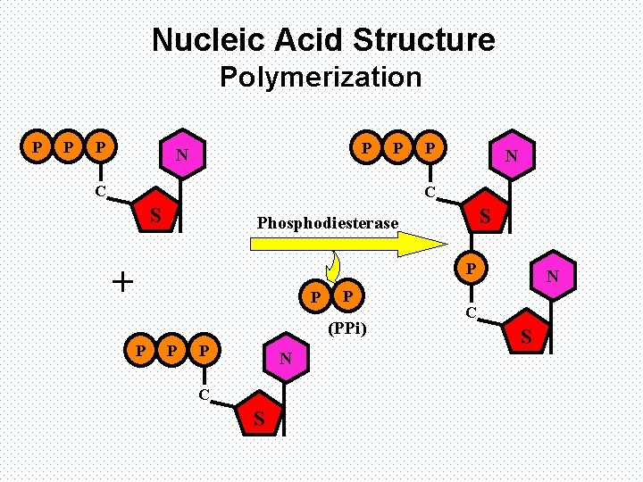 Nucleic Acid Structure Polymerization P P N P C P N C S S