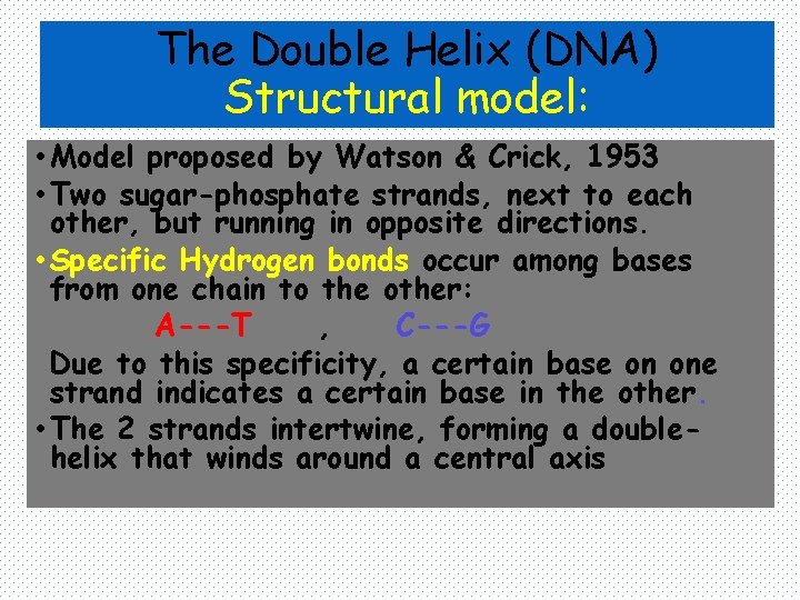 The Double Helix (DNA) Structural model: • Model proposed by Watson & Crick, 1953