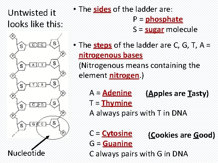 Untwisted it looks like this: • The sides of the ladder are: P =