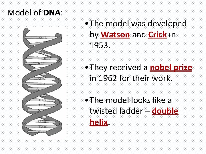 Model of DNA: • The model was developed by Watson and Crick in 1953.