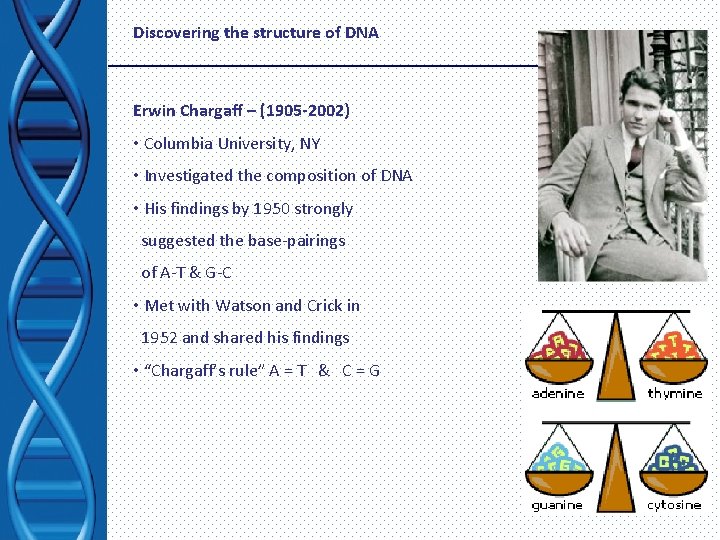 Discovering the structure of DNA Erwin Chargaff – (1905 -2002) • Columbia University, NY