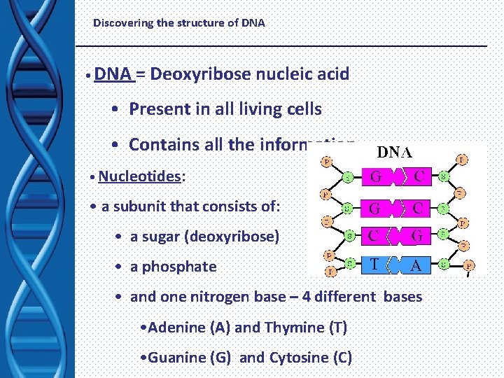Discovering the structure of DNA • DNA = Deoxyribose nucleic acid • Present in
