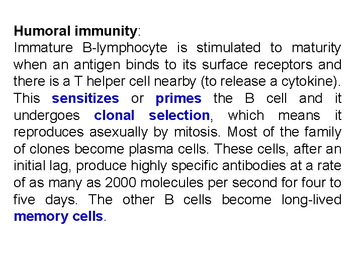 Humoral immunity: Immature B-lymphocyte is stimulated to maturity when an antigen binds to its Humoral immunity: Immature B-lymphocyte is stimulated to maturity when an antigen binds to its