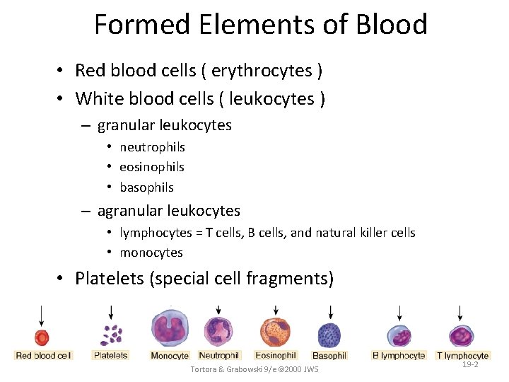 Formed Elements of Blood • Red blood cells ( erythrocytes ) • White blood Formed Elements of Blood • Red blood cells ( erythrocytes ) • White blood
