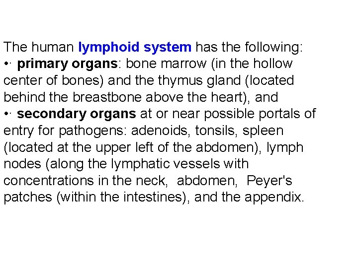 The human lymphoid system has the following: • · primary organs: bone marrow (in The human lymphoid system has the following: • · primary organs: bone marrow (in