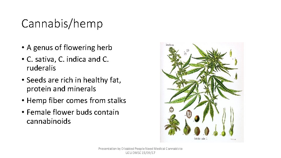 Cannabis/hemp • A genus of flowering herb • C. sativa, C. indica and C.