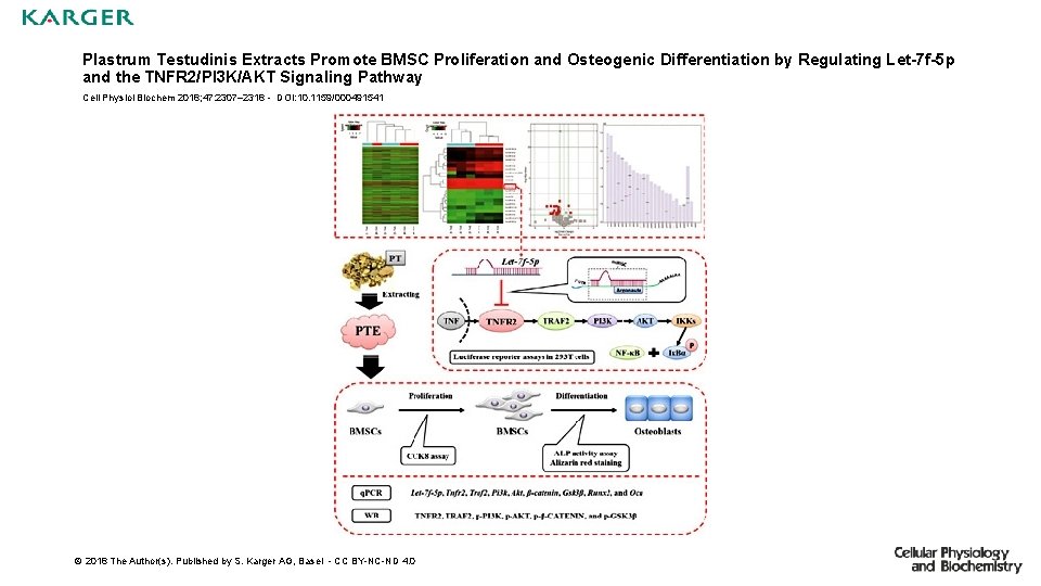 Plastrum Testudinis Extracts Promote BMSC Proliferation and Osteogenic Differentiation by Regulating Let-7 f-5 p