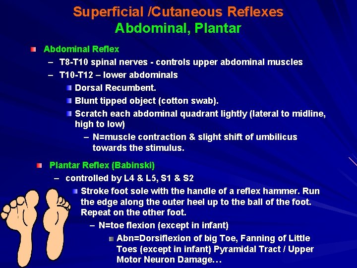 Superficial /Cutaneous Reflexes Abdominal, Plantar Abdominal Reflex – T 8 -T 10 spinal nerves