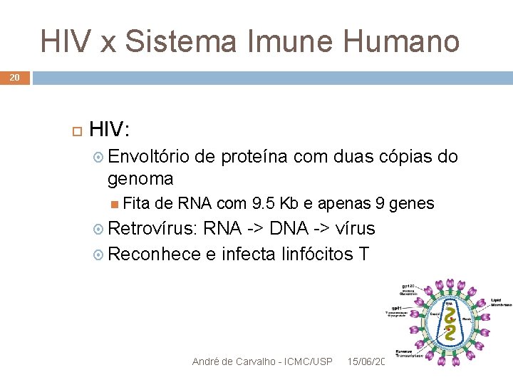 HIV x Sistema Imune Humano 20 HIV: Envoltório de proteína com duas cópias do