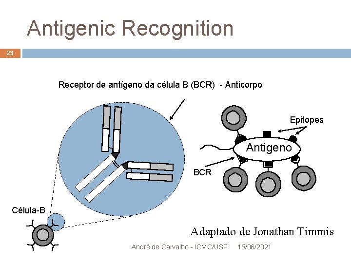 Antigenic Recognition 23 Receptor de antígeno da célula B (BCR) - Anticorpo Epitopes Antigeno