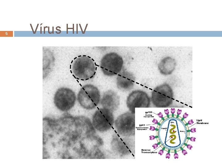 5 Vírus HIV André de Carvalho - ICMC/USP 15/06/2021 