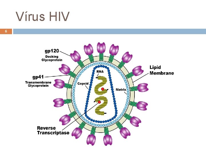 Vírus HIV 6 André de Carvalho - ICMC/USP 15/06/2021 