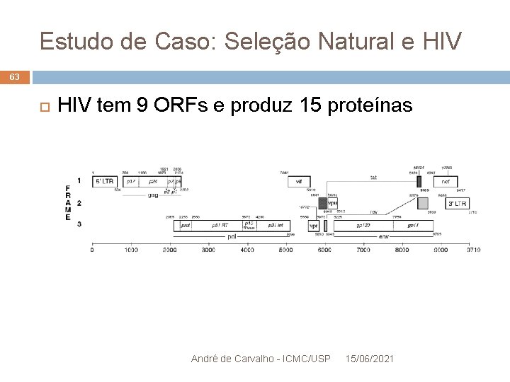 Estudo de Caso: Seleção Natural e HIV 63 HIV tem 9 ORFs e produz