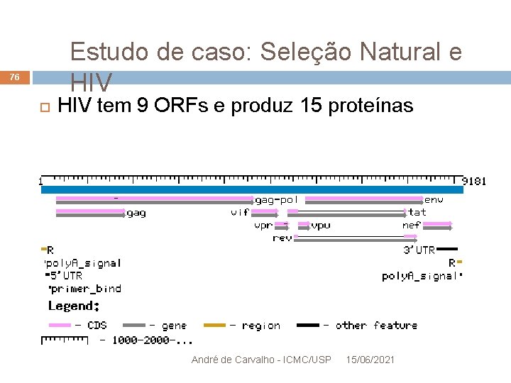 Estudo de caso: Seleção Natural e HIV 76 HIV tem 9 ORFs e produz