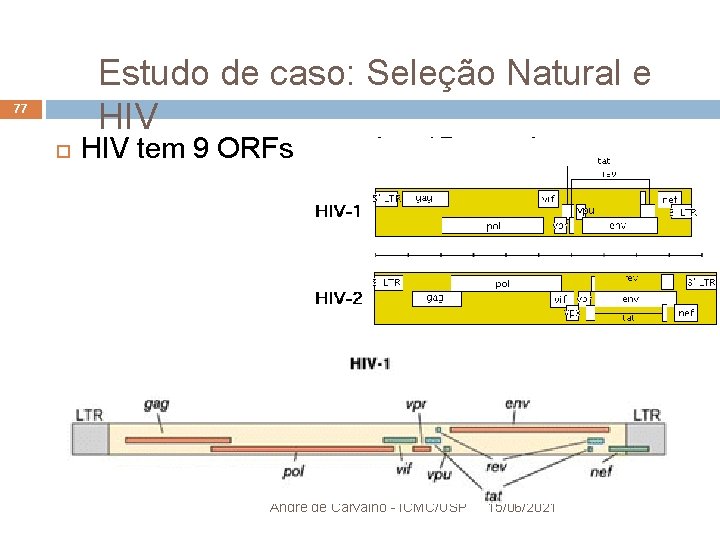 Estudo de caso: Seleção Natural e HIV 77 HIV tem 9 ORFs e produz