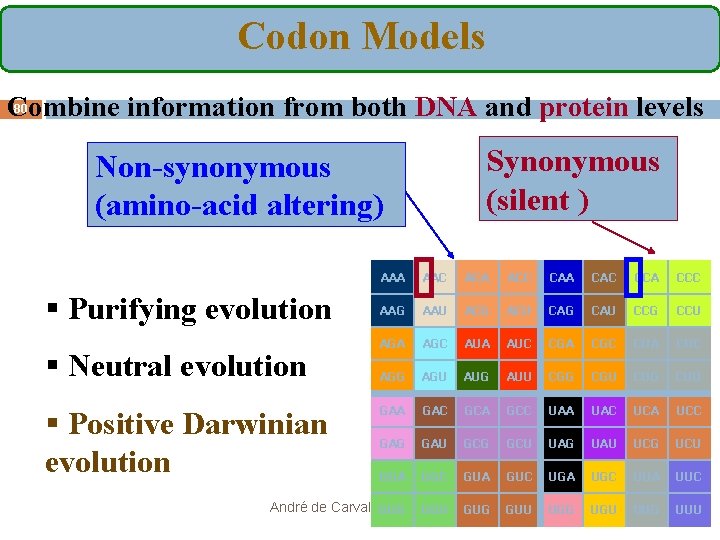 Codon Models 80 Combine information from both DNA and protein levels Synonymous (silent )