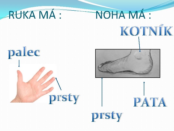 RUKA MÁ : NOHA MÁ : KOTNÍK palec prsty PATA 