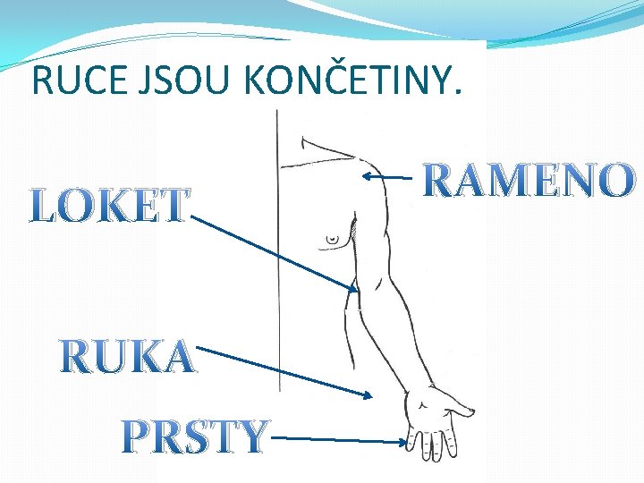 RUCE JSOU KONČETINY. LOKET RUKA PRSTY RAMENO 