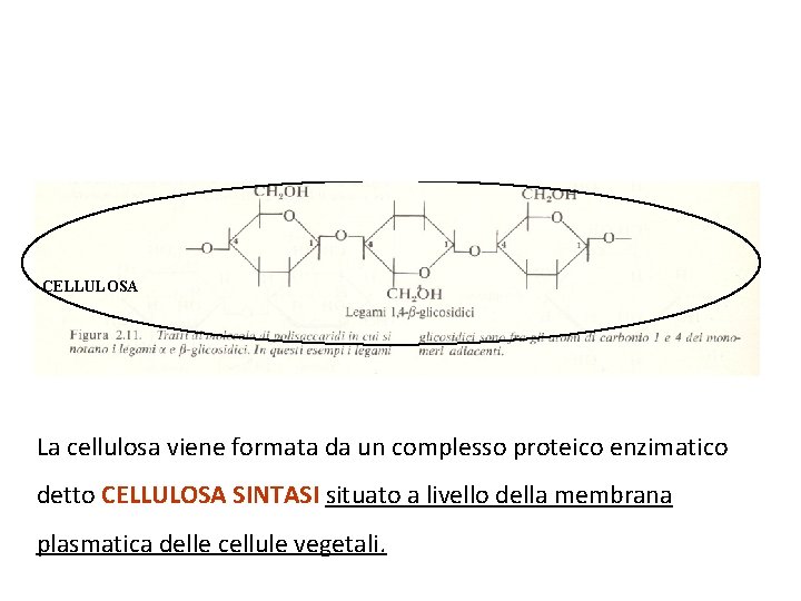 AMIDO CELLULOSA La cellulosa viene formata da un complesso proteico enzimatico detto CELLULOSA SINTASI