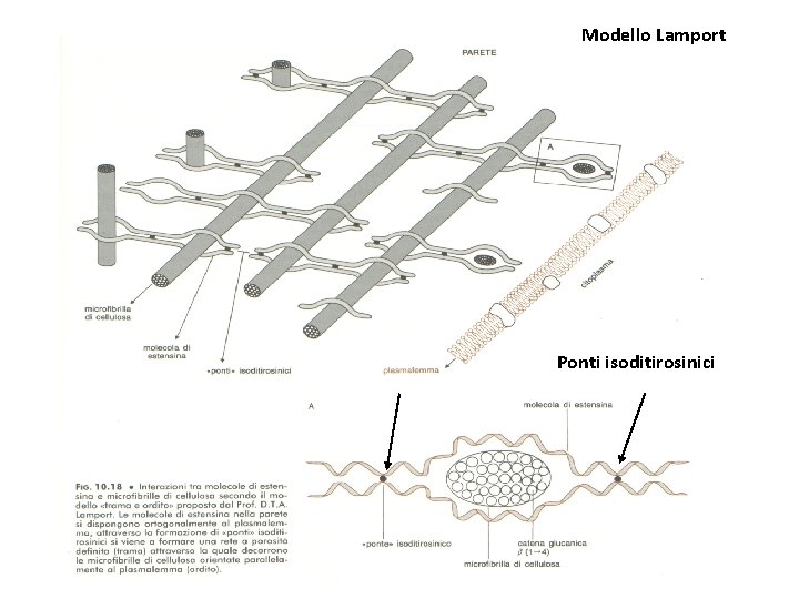 Modello Lamport Ponti isoditirosinici 