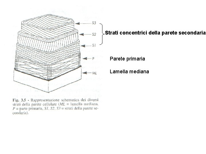 Strati concentrici della parete secondaria Parete primaria Lamella mediana 