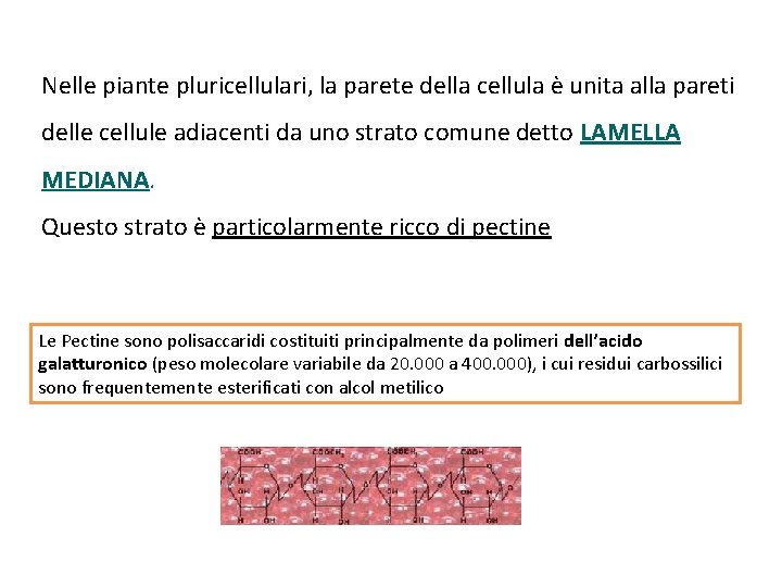 Nelle piante pluricellulari, la parete della cellula è unita alla pareti delle cellule adiacenti