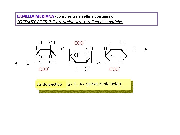 LAMELLA MEDIANA (comune tra 2 cellule contigue): SOSTANZE PECTICHE + proteine strutturali ed enzimatiche,