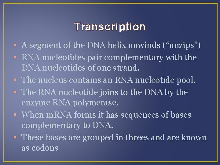 Transcription A segment of the DNA helix unwinds (“unzips”) RNA nucleotides pair complementary with
