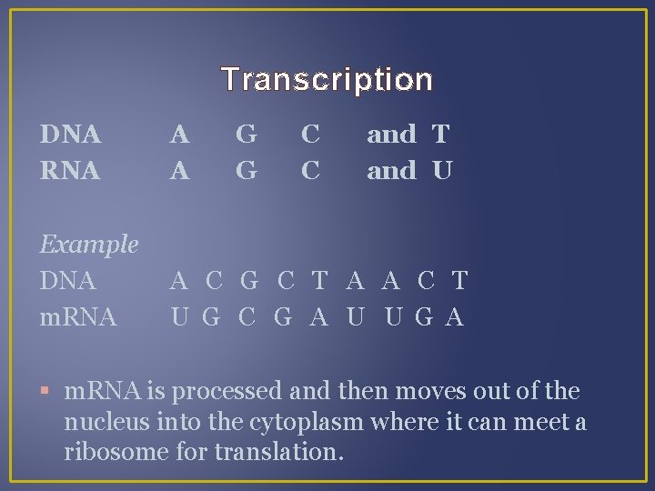 Transcription DNA RNA A A G G C C and T and U Example