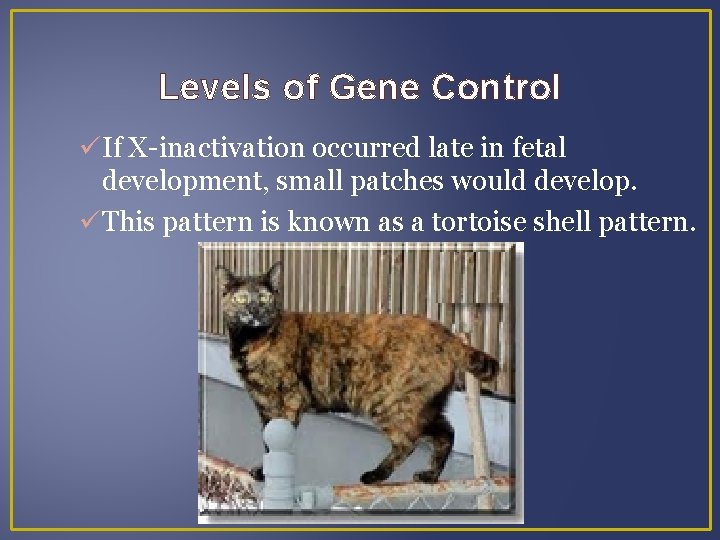 Levels of Gene Control If X-inactivation occurred late in fetal development, small patches would