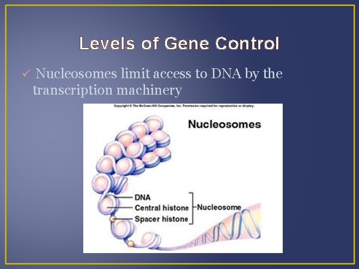 Levels of Gene Control Nucleosomes limit access to DNA by the transcription machinery 