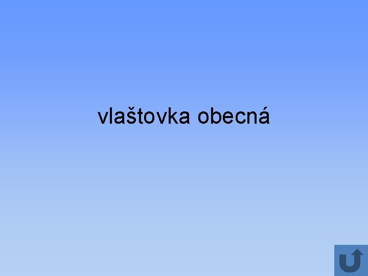 vlaštovka obecná 