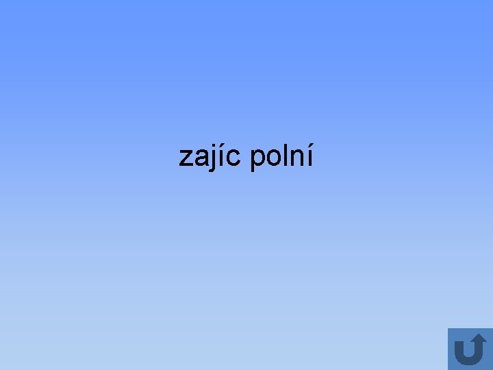 zajíc polní 