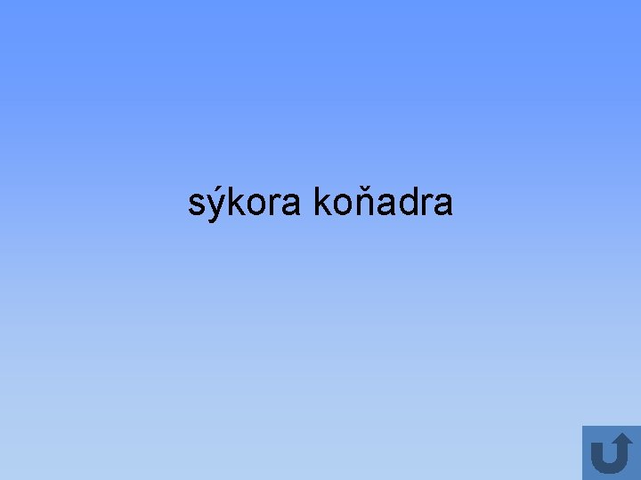 sýkora koňadra 