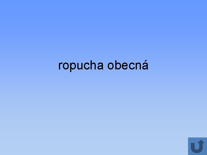 ropucha obecná 