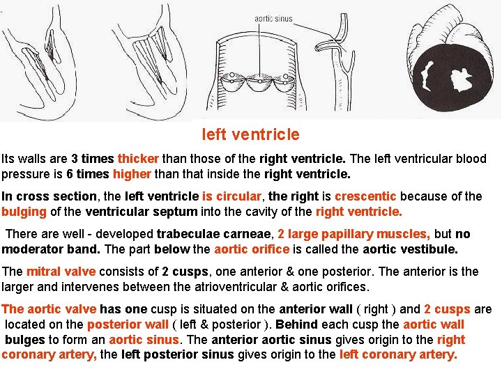 left ventricle Its walls are 3 times thicker than those of the right ventricle. left ventricle Its walls are 3 times thicker than those of the right ventricle.